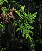 IMG_8868