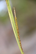 IMG_0599