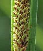 IMG_9233