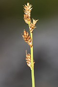 IMG_0514