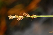 IMG_0516