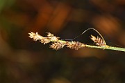 IMG_0518