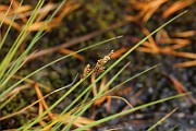 IMG_0520