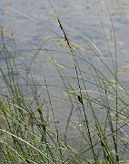 IMG_7205