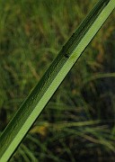 IMG_3853