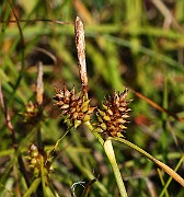 IMG_9963