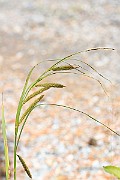 IMG_1131