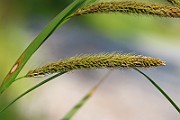IMG_1133