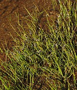 IMG_9960