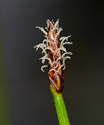 IMG_0569