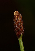 IMG_0571