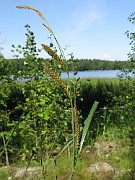 Carex acuta