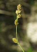 Carex canescens