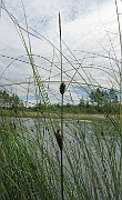Carex lasiocarpa