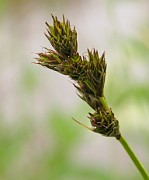 Carex leporina