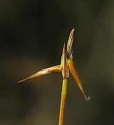 Carex pauciflora