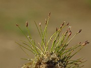 Eleocharis acicularis