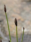 Eleocharis uniglumis