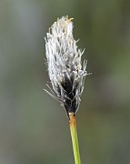 Eriophorum vaginatum