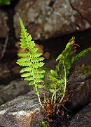 IMG_3661