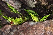 IMG_3662
