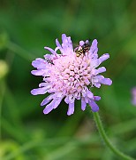 IMG_0264