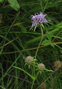 IMG_3557