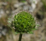 IMG_4288