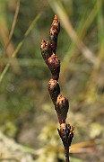 IMG_4567