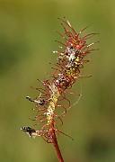 IMG_4570