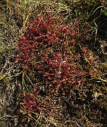IMG_4575