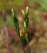 IMG_4580