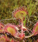 IMG_0585