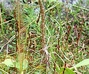 IMG_1800