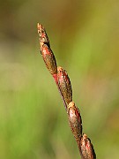 IMG_4361