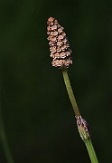IMG_1002