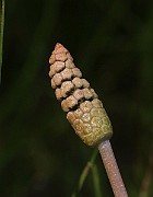 IMG_1007