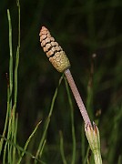 IMG_1008