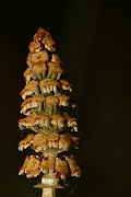 IMG_1011