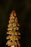 IMG_1012