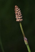 Equisetum arvense