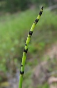Equisetum fluviatile