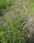 Equisetum palustre