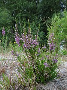 IMG_1822