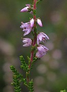 IMG_9290