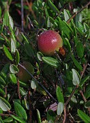 IMG_4236