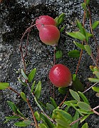 IMG_4238