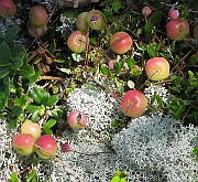 IMG_8062