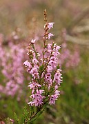 Calluna vulgaris