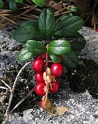 Vaccinium vitis-idaea